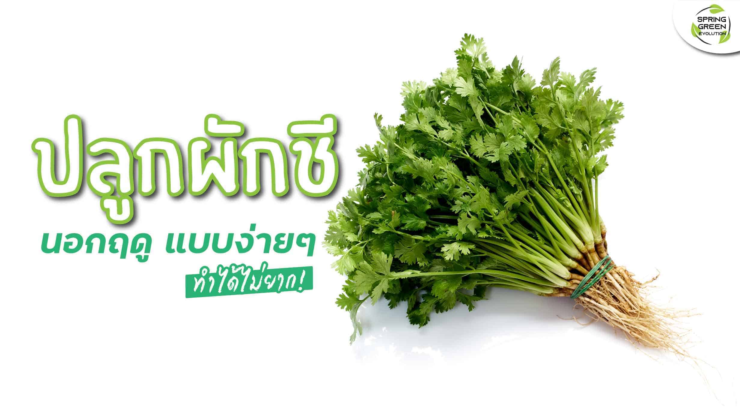 แชร์วิธี ปลูกผักชี นอกฤดูกาลแบบง่ายๆ ทำได้อย่างไร? - SGETHAI แชร์วิธี ปลูกผักชี นอกฤดูกาลแบบง่ายๆ ทำได้อย่างไร? - Sgethai