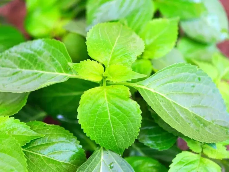 ยี่หร่า