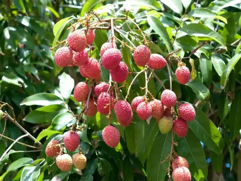 ลิ้นจี่ป่า