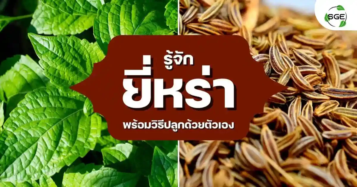 ยี่หร่า