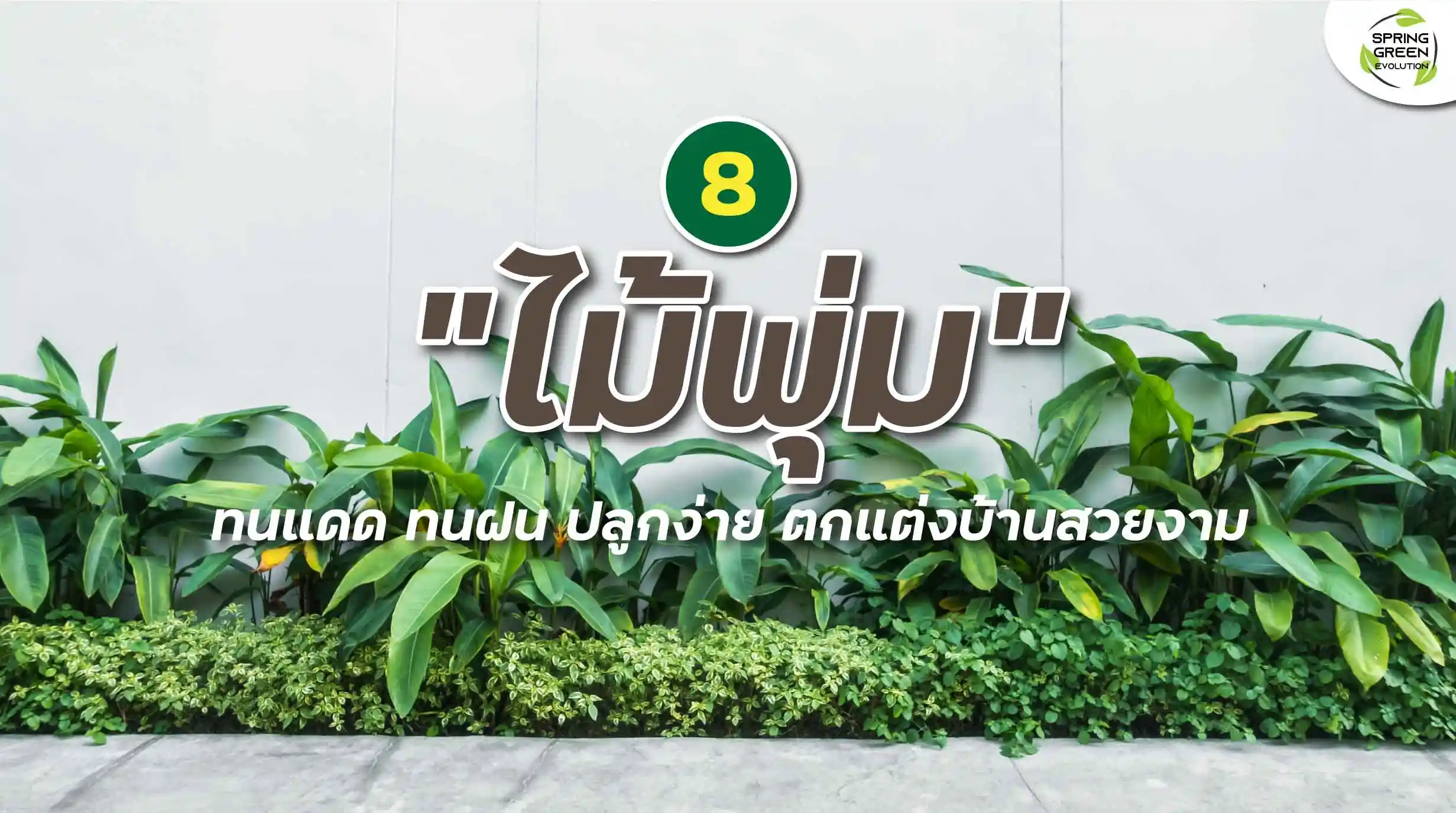 แนะนำ 8 ไม้พุ่ม ทนแดด ทนฝน ปลูกเป็นไม้ประดับได้ - Sgethai