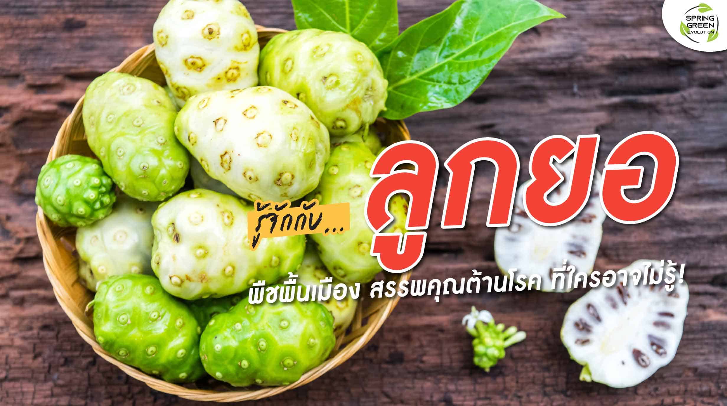 รู้จักกับ ลูกยอ ประโยชน์เยอะ มีสรรพคุณต้านโรค ที่หลายคนอาจไม่รู้ รู้จักกับ ลูกยอ ประโยชน์เยอะ มีสรรพคุณต้านโรค ที่หลายคนอาจไม่รู้