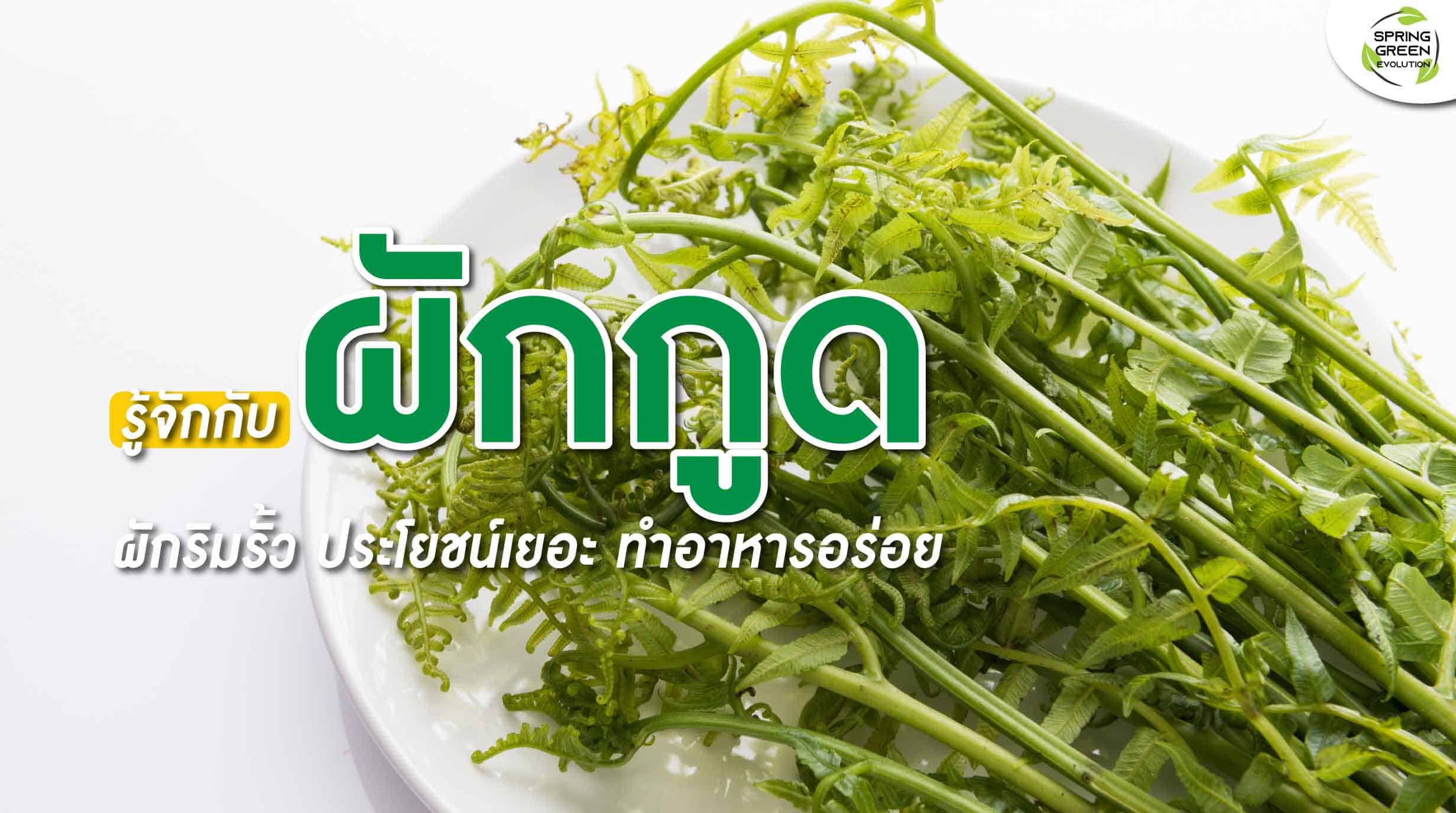 รู้จักกับ ผักกูด สรรพคุณมากมาย ปลูกง่าย ทำอาหารอร่อย - SGETHAI รู้จักกับ ผักกูด สรรพคุณมากมาย ปลูกง่าย ทำอาหารอร่อย - Sgethai
