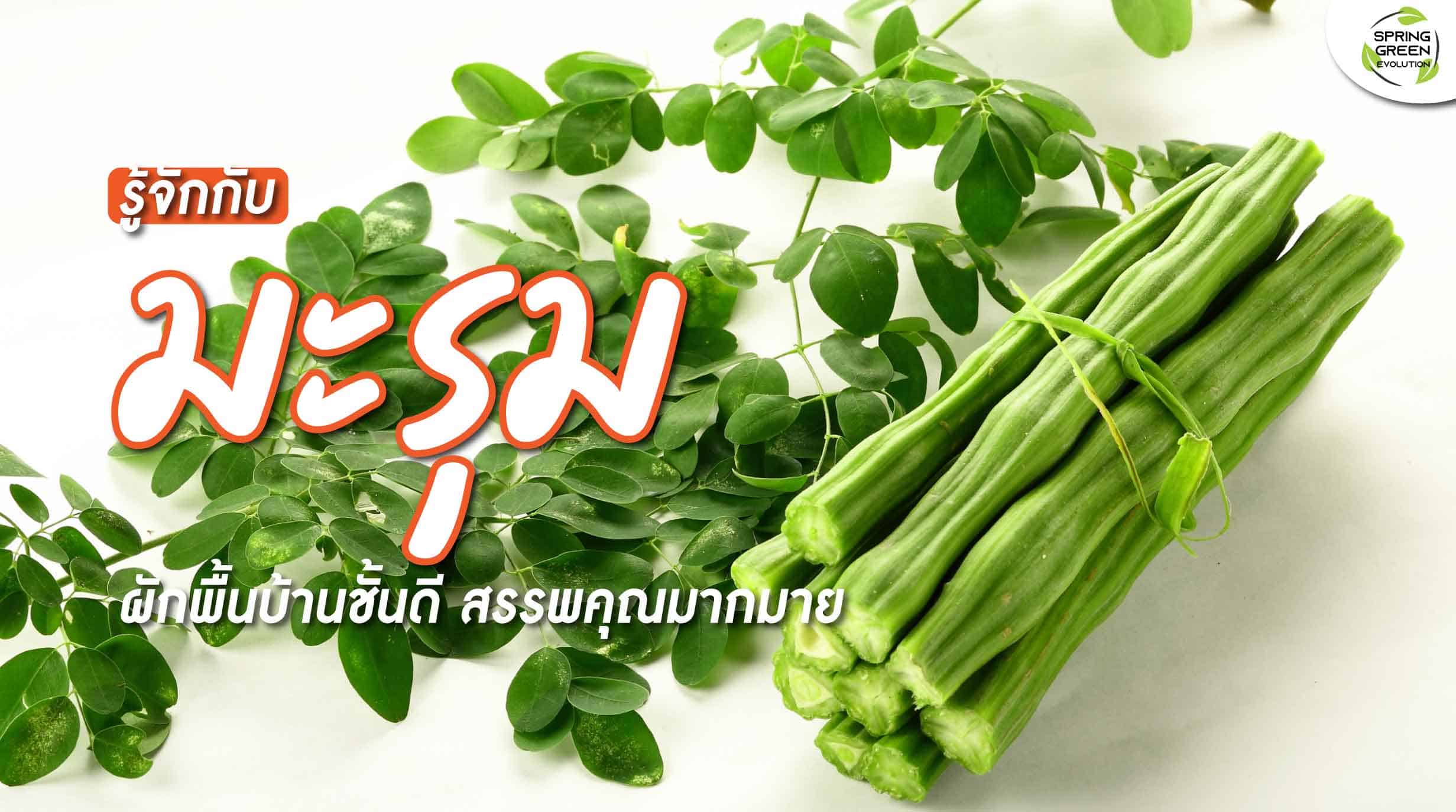 มะรุม ผักพื้นบ้านชั้นดีของไทย สรรพคุณและประโยชน์มากมาย - Sgethai