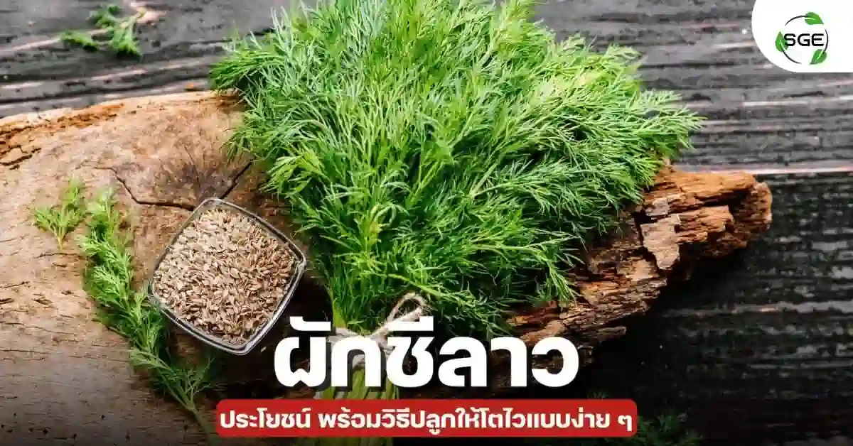 ผักชีลาว