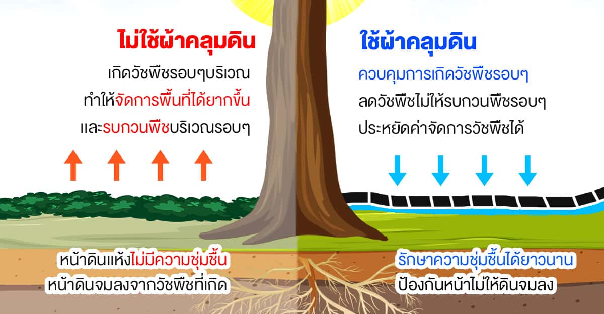 ผ้าคลุมดิน-feature-001 รูปการใช้งาน ผ้าคลุมดิน พลาสติกคลุมดิน