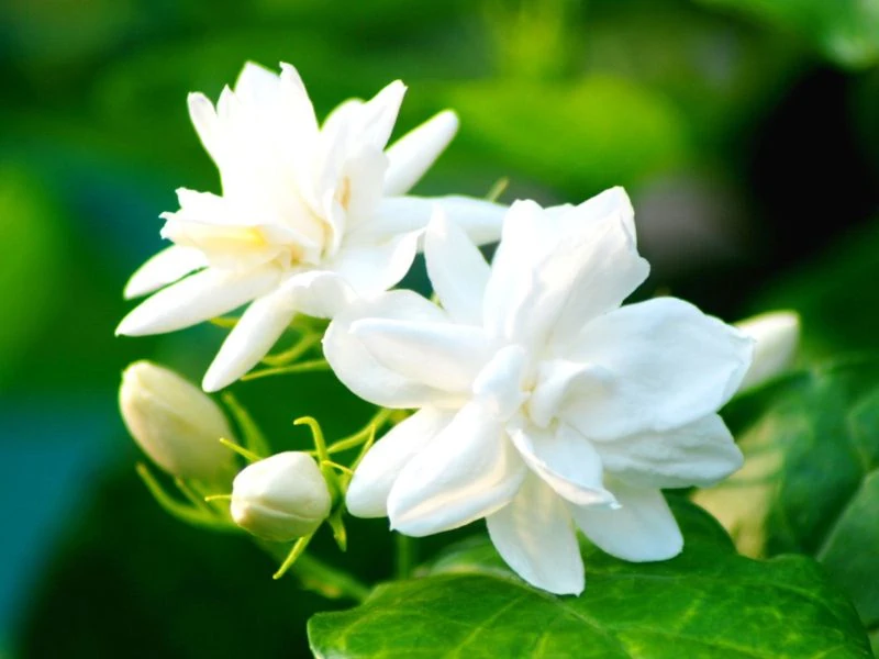ดอกไม้