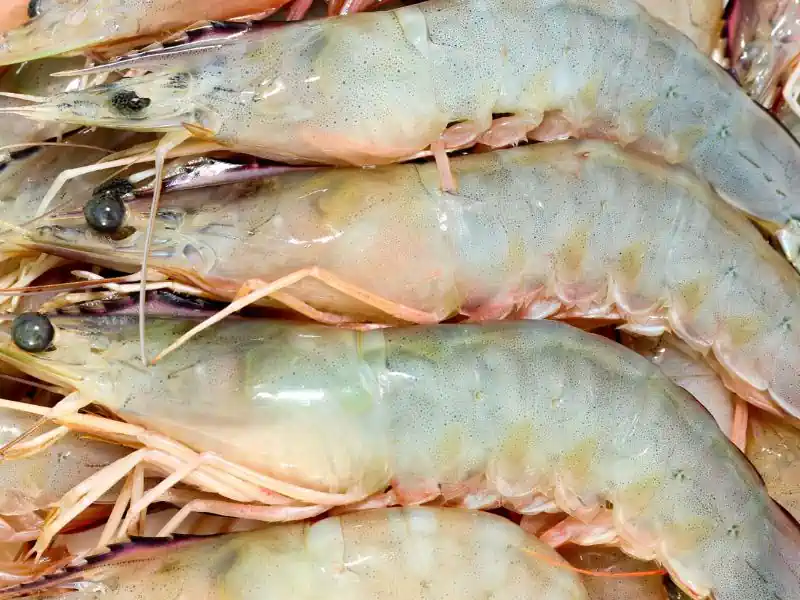 กุ้ง