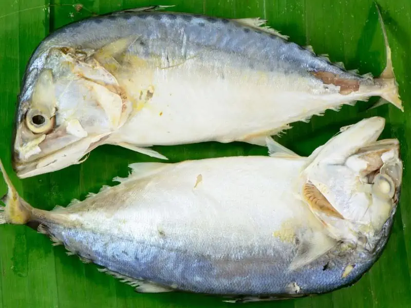 ปลาทู