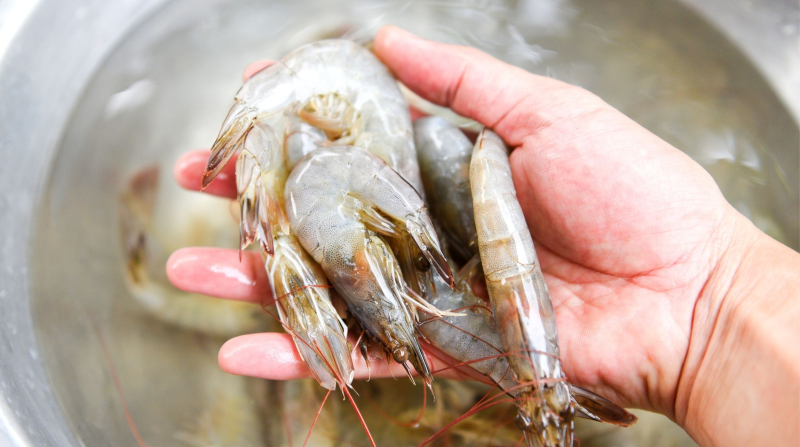 กุ้ง