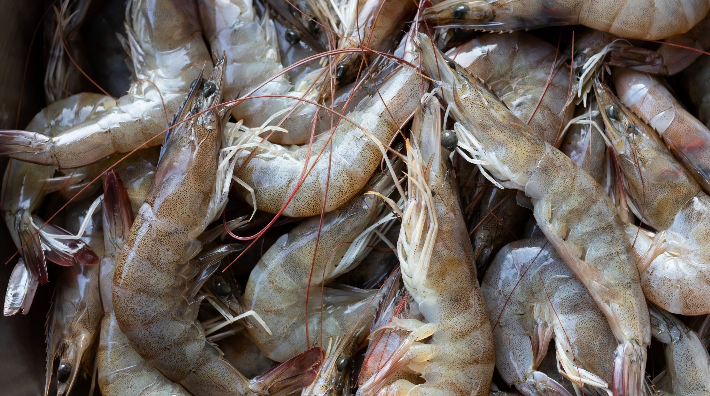 กุ้งดองซีอิ๊ว