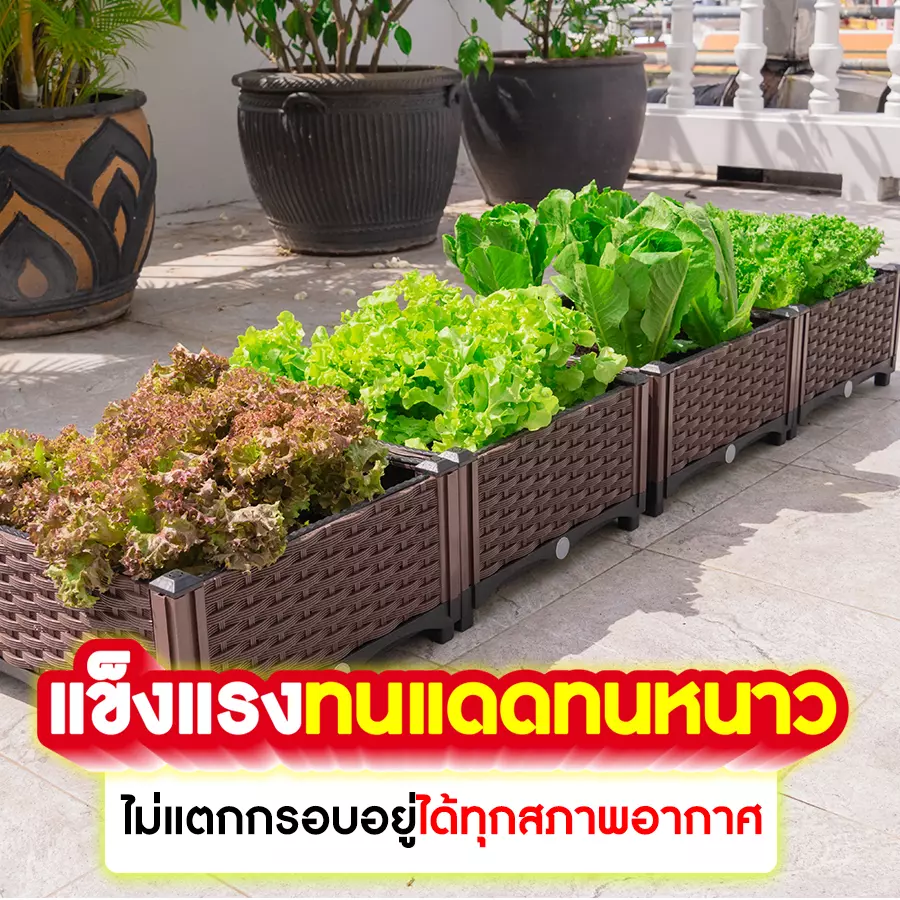 กระบะปลูกผักสวนครัวแข็งแรง
