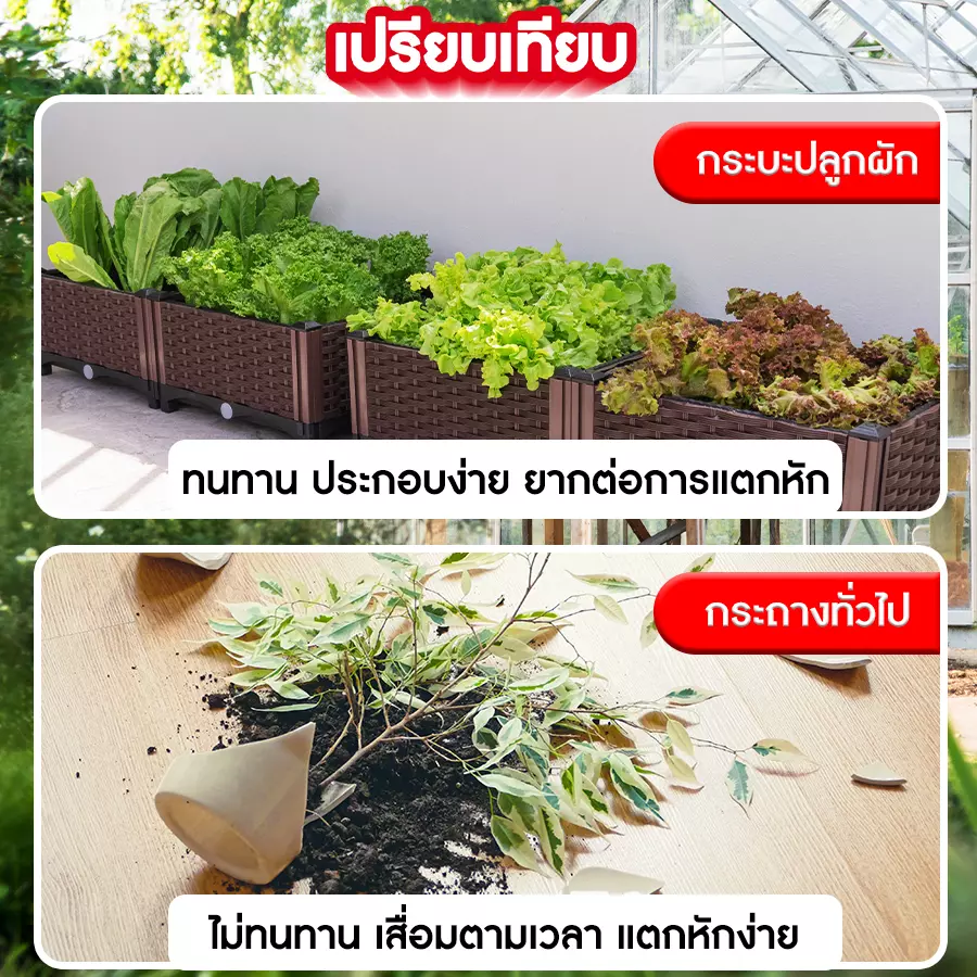 กระบะปลูกผักสวนครัวเปรียบเทียบ
