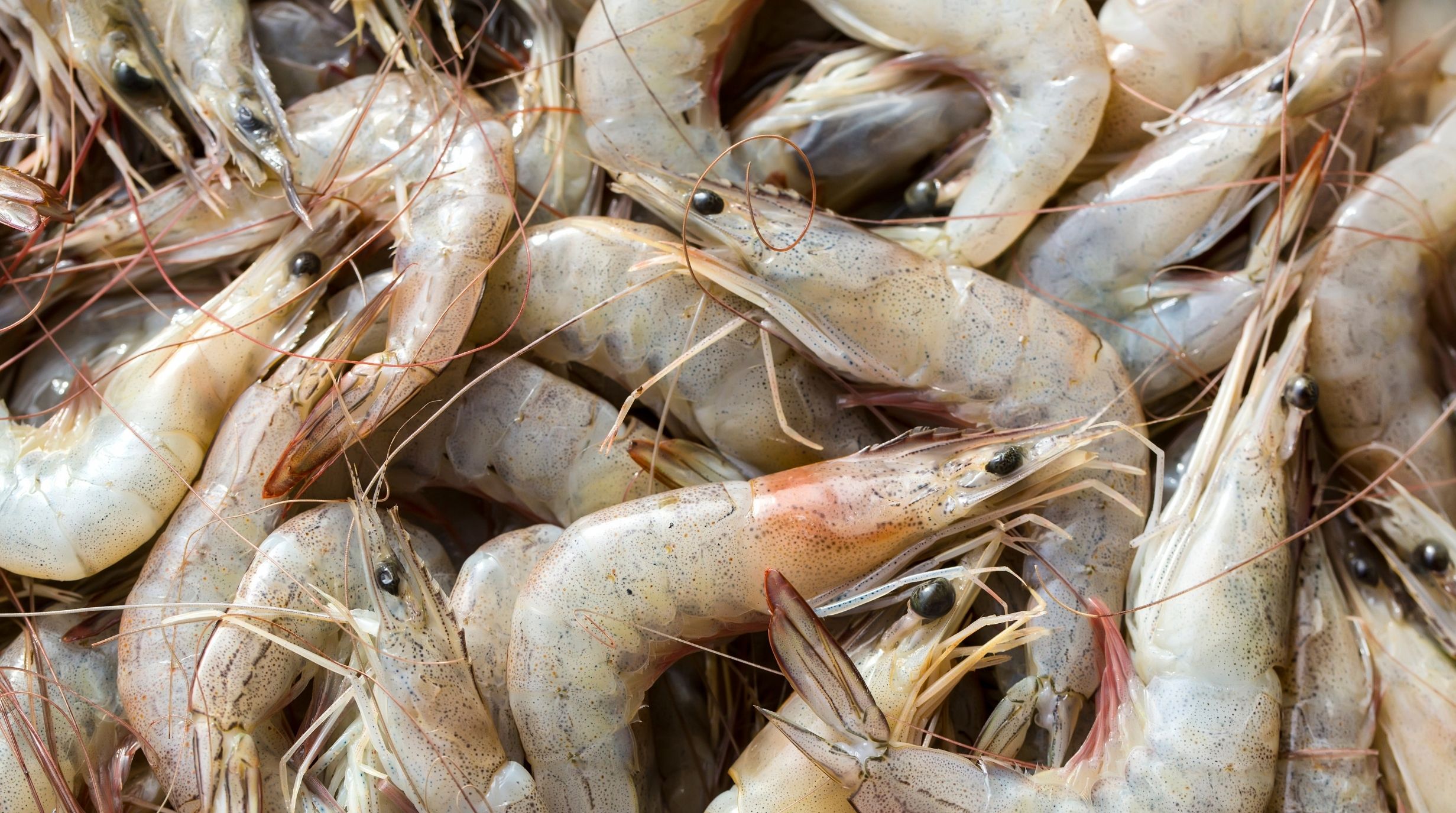 กุ้ง