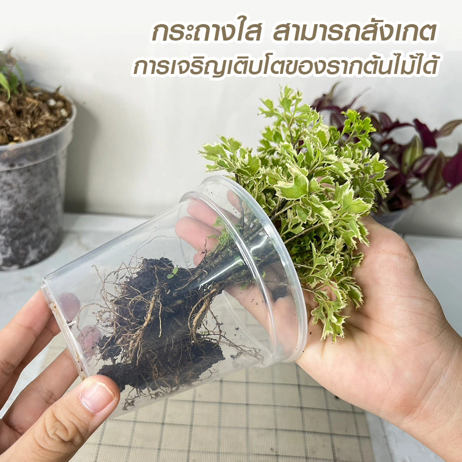กระถางใส กระถางต้นไม้ใส ทนทาน