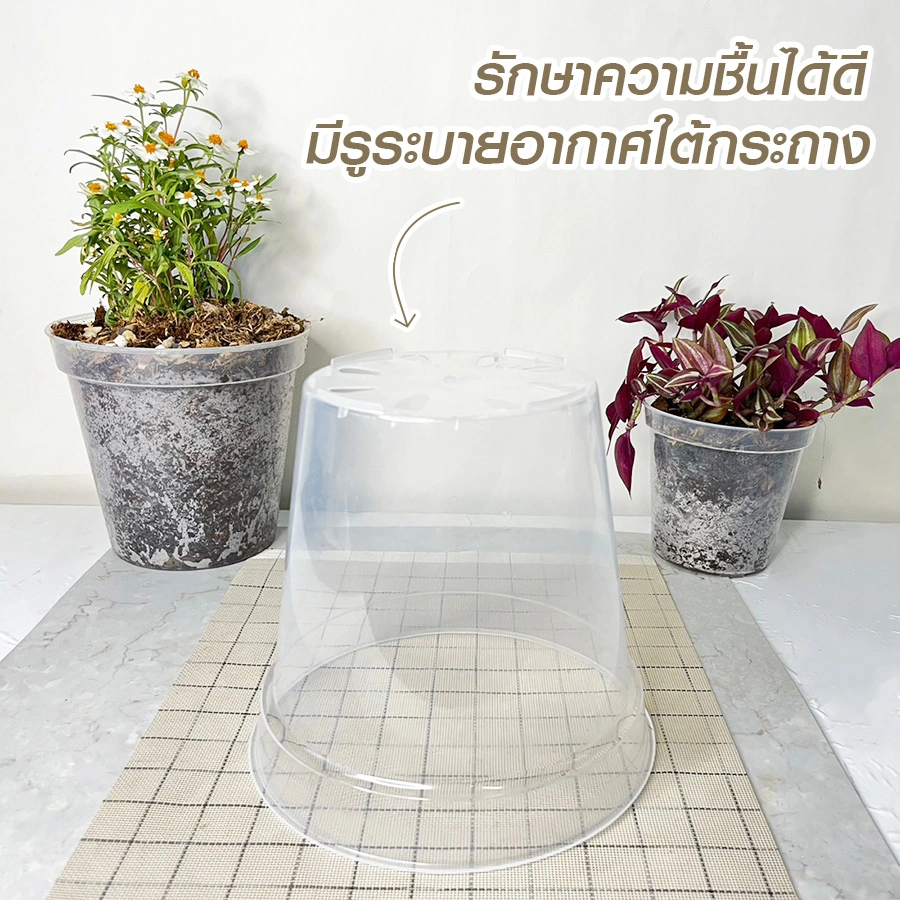 กระถางใส รักษาความชื้นได้ดี