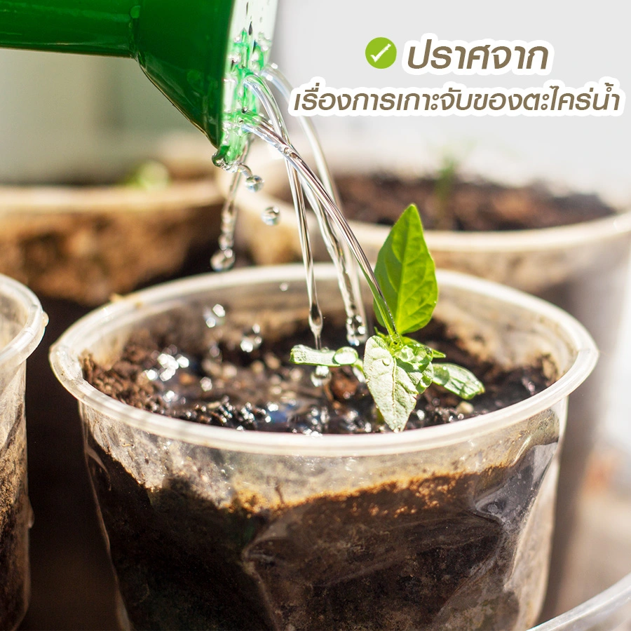 กระถางต้นไม้ใส ปราศจากตะไคร้น้ำ