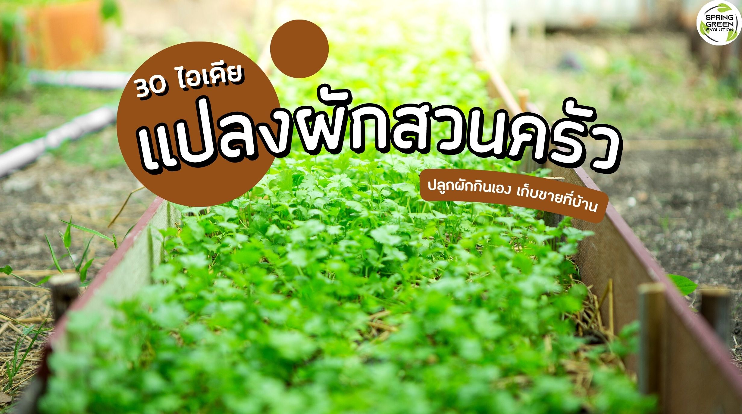 แปลงผักสวนครัว
