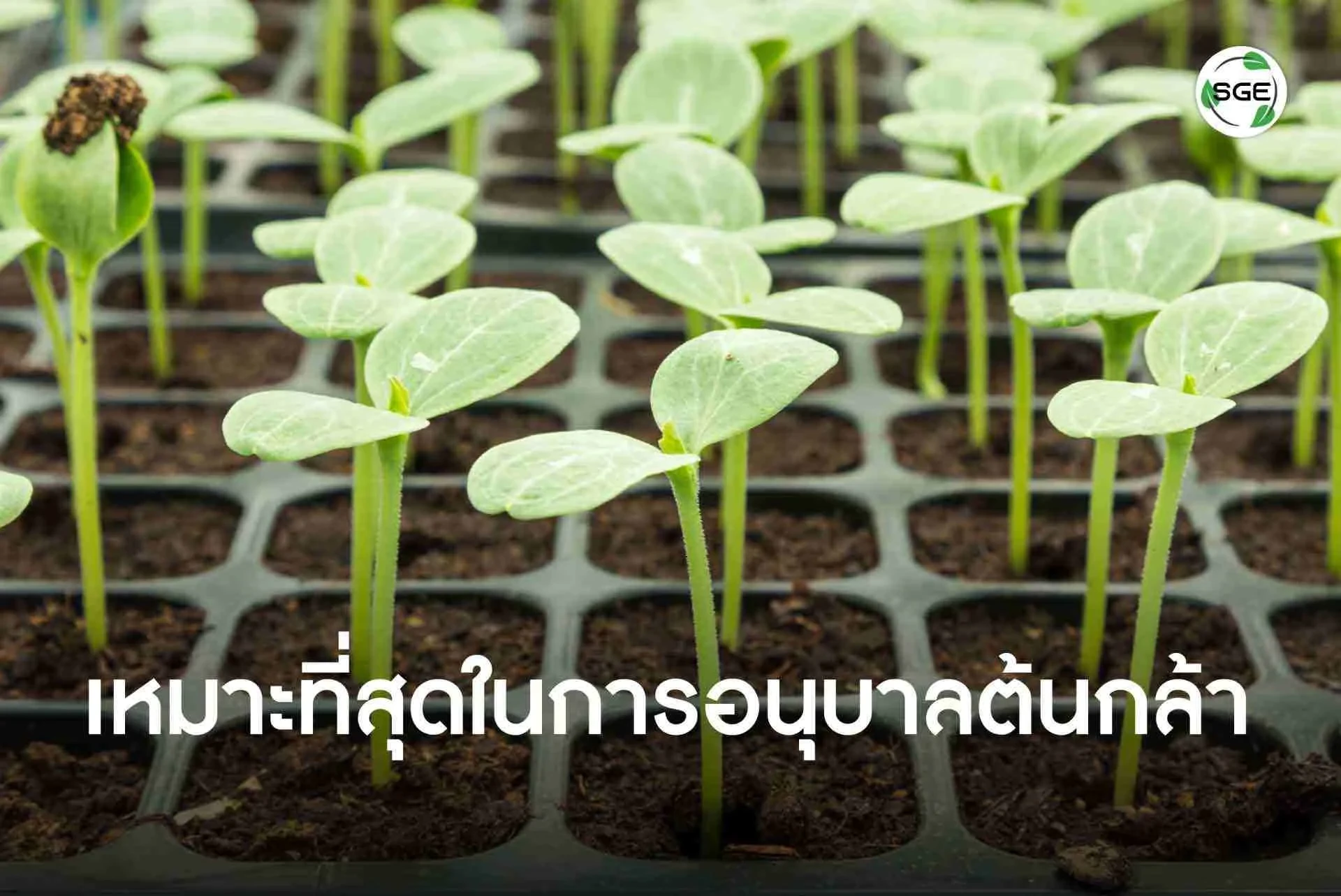 กระบะเพาะเมล็ด-ผลิตจากพลาสติด-ใช้ปลูกจากเมล็ดพันธุ์