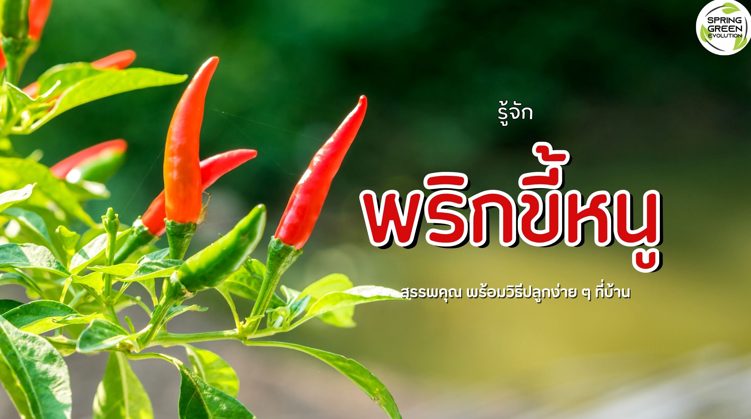 พริกขี้หนู