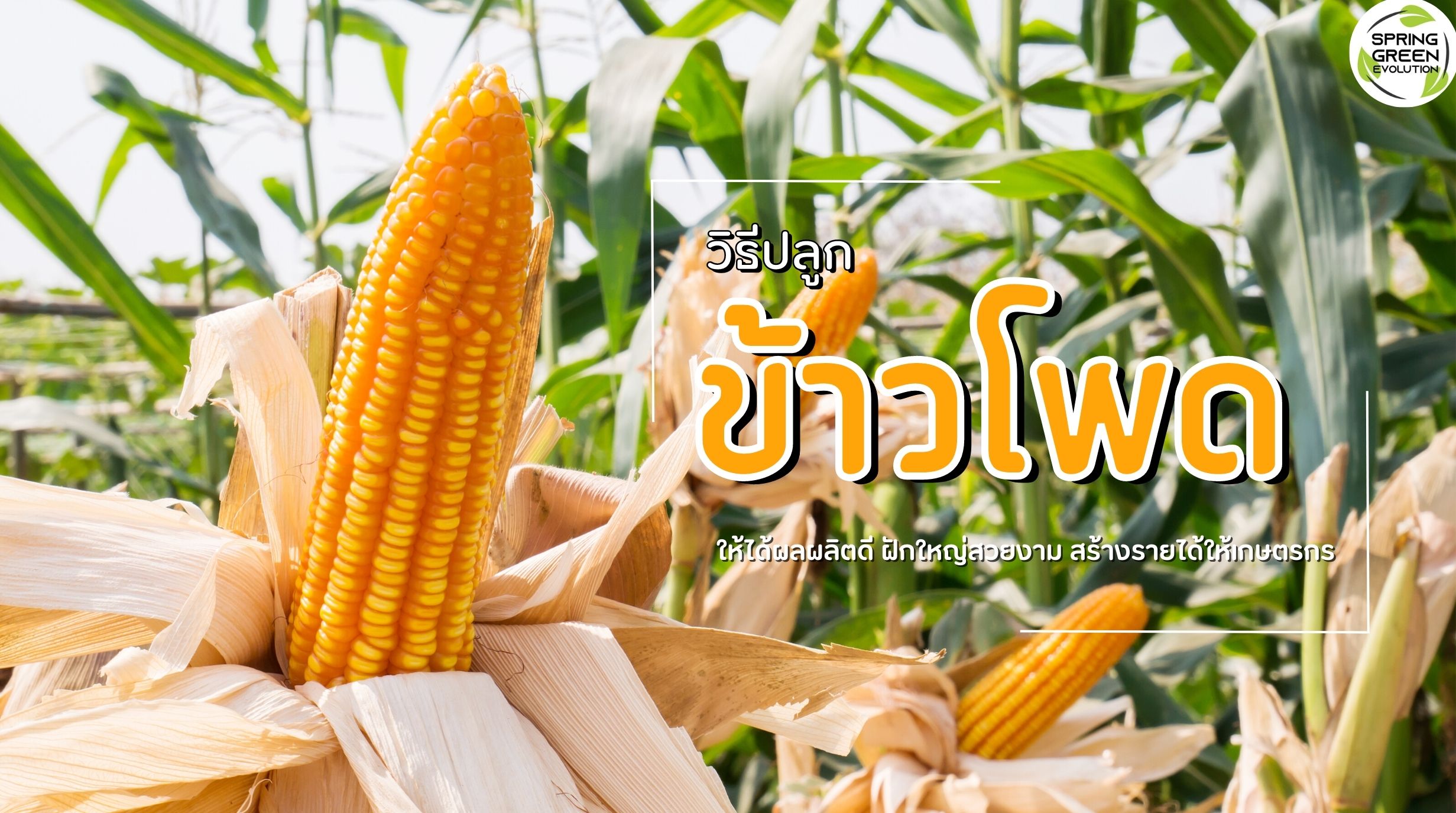 ปลูกข้าวโพด