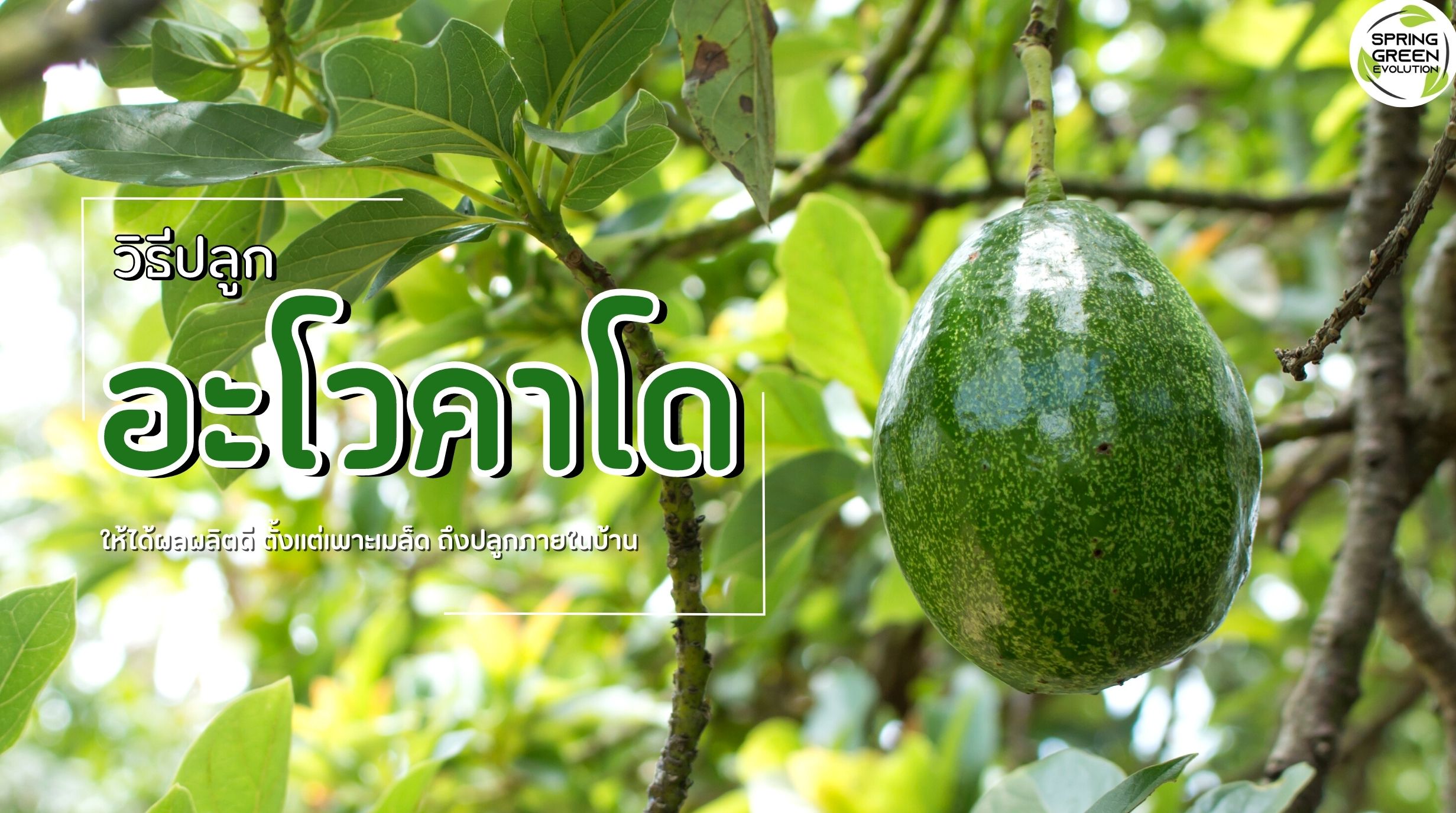 วิธีปลูกอะโวคาโด