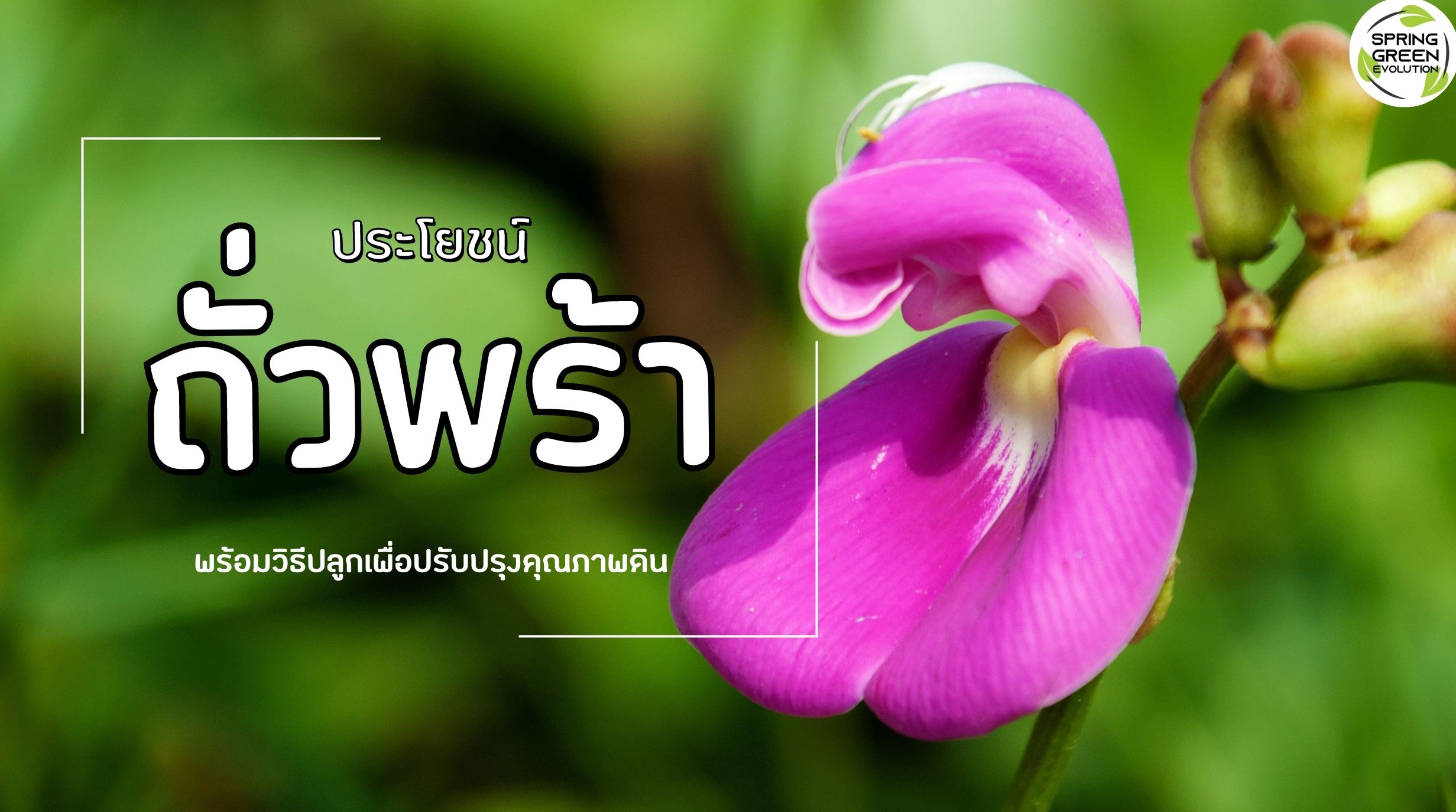 ถั่วพร้า