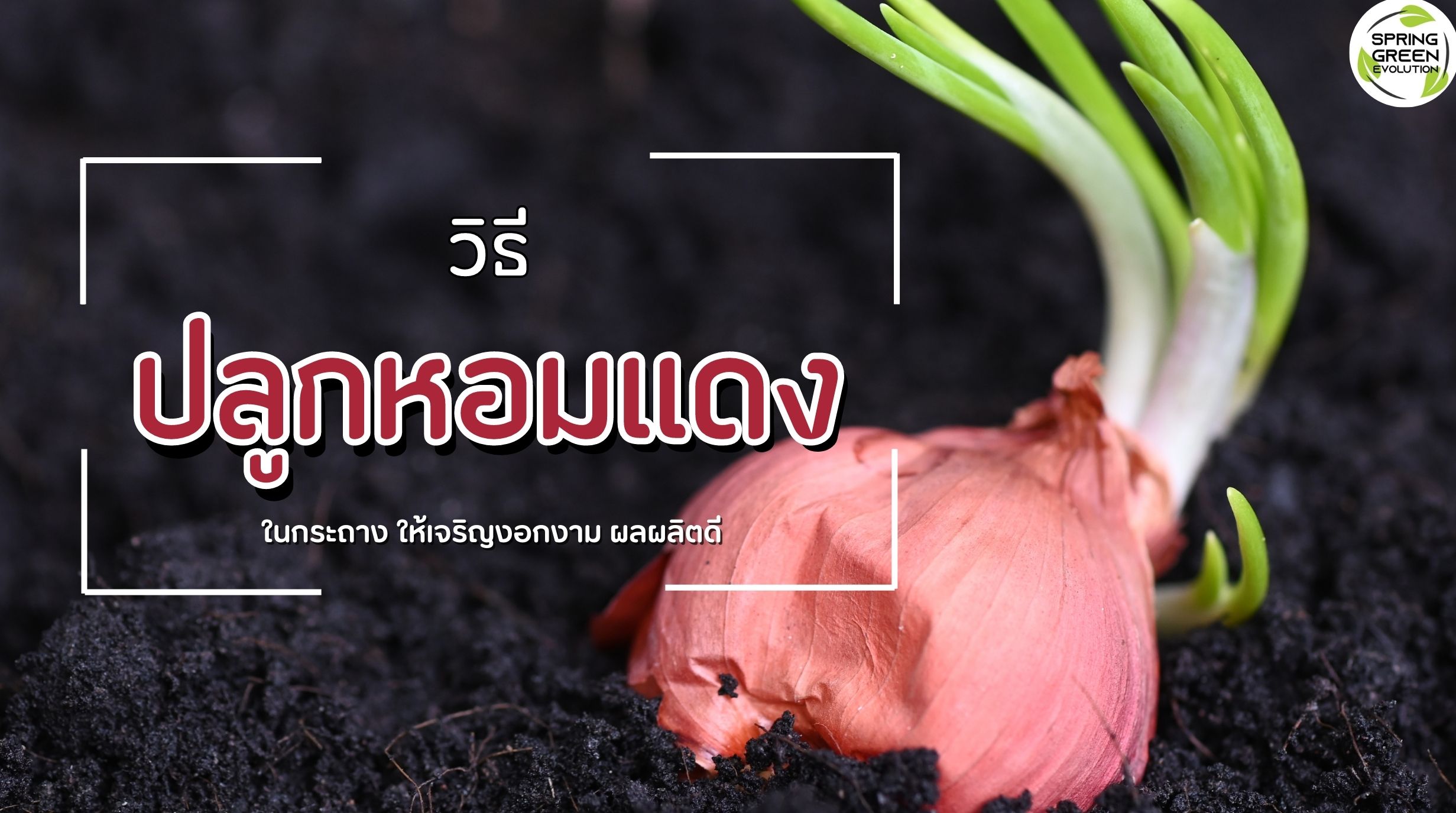 วิธีปลูกหอมแดง