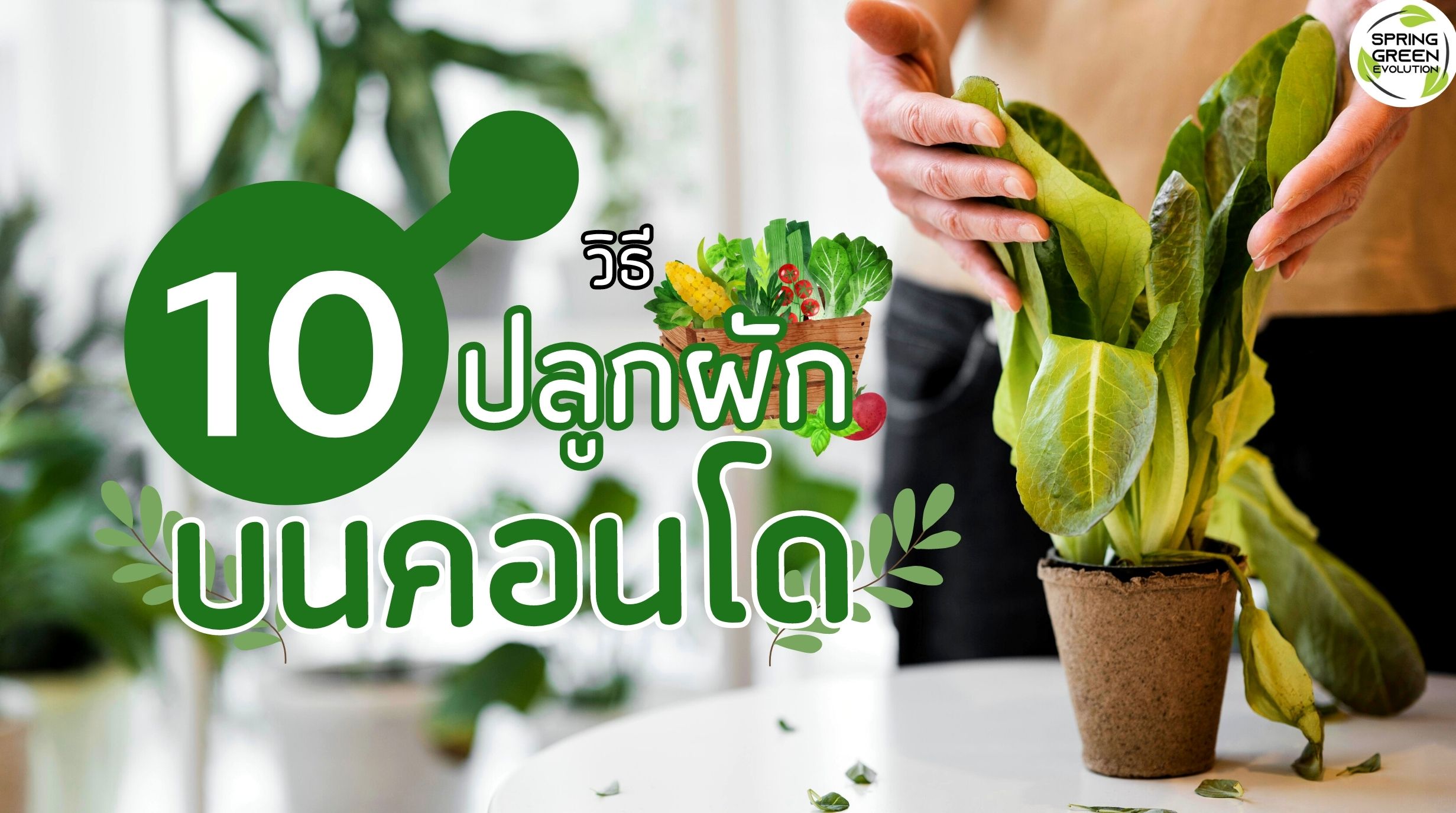 ปลูกผักบนคอนโด