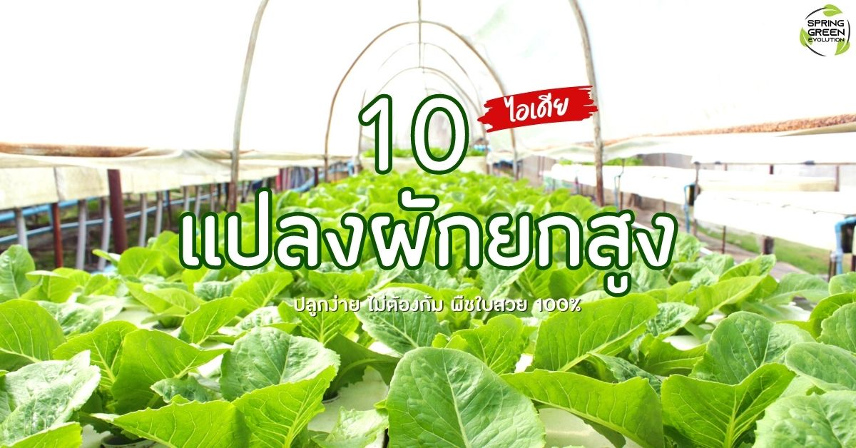 แปลงผักยกสูง