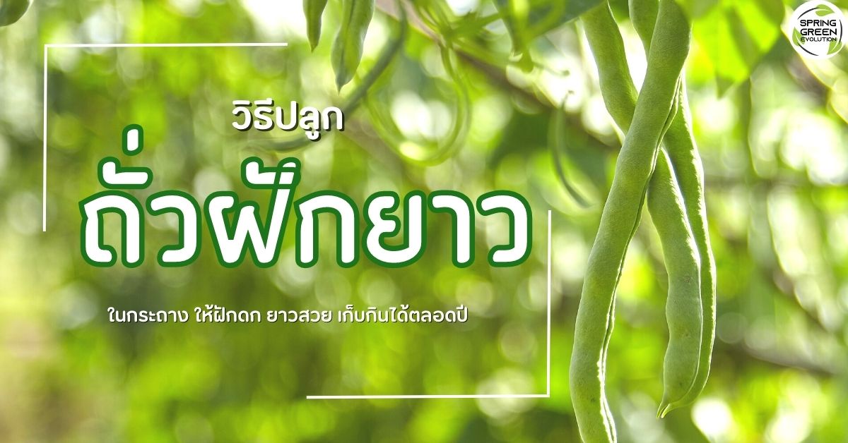 วิธีปลูกถั่วฝักยาว 