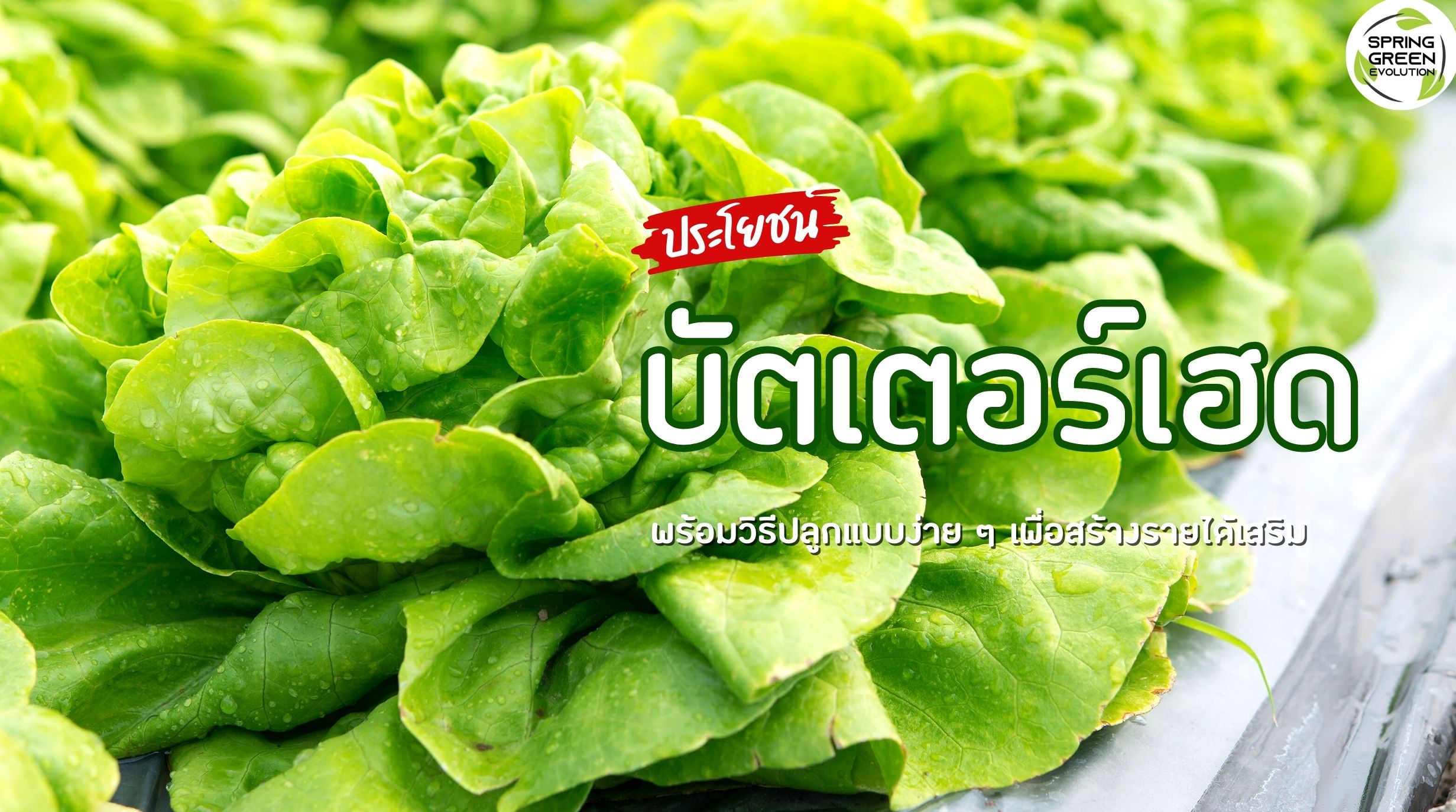 บัตเตอร์เฮด