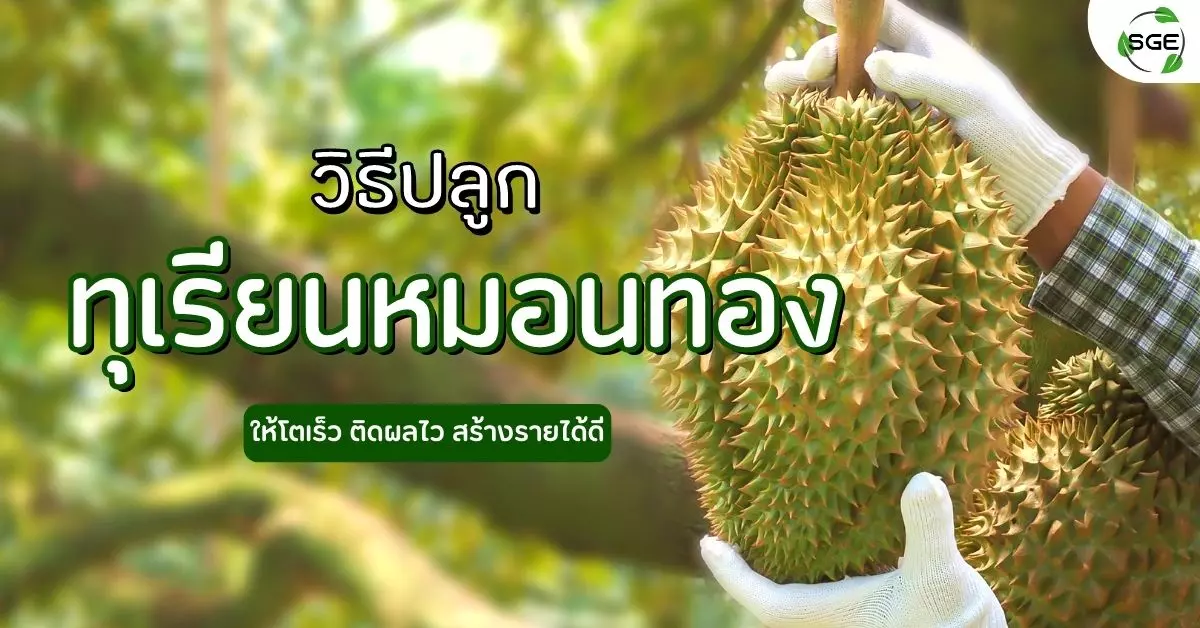 วิธีปลูก ทุเรียนหมอนทอง