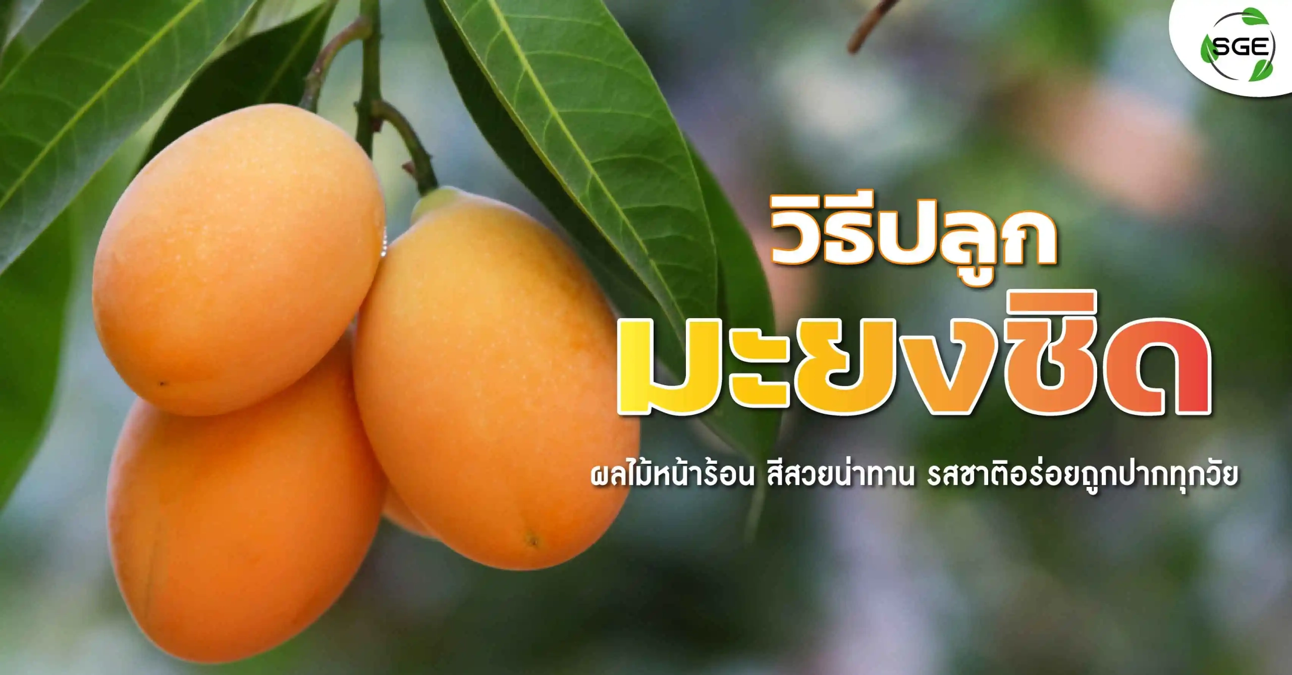วิธีปลูกมะยงชิด ผลไม้ฤดูร้อน พืชเศรษฐกิจสร้างรายได้ ปลูกเองได้ไม่ยาก วิธีปลูกมะยงชิด ผลไม้ฤดูร้อน พืชเศรษฐกิจสร้างรายได้ ปลูกเองได้ไม่ยาก