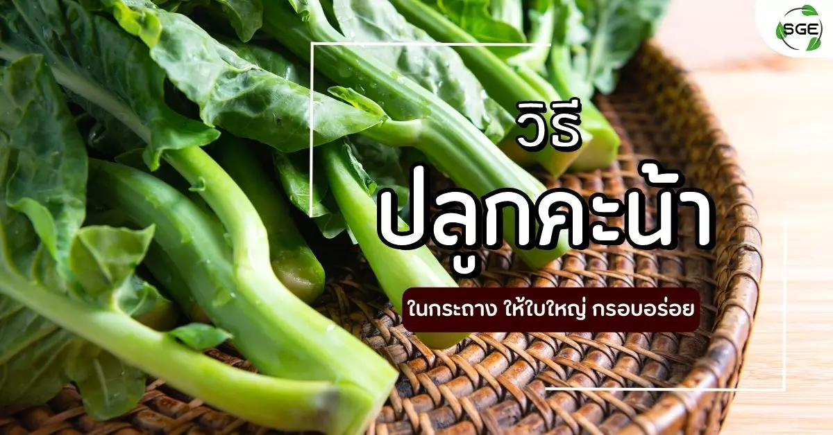 ปลูกคะน้า