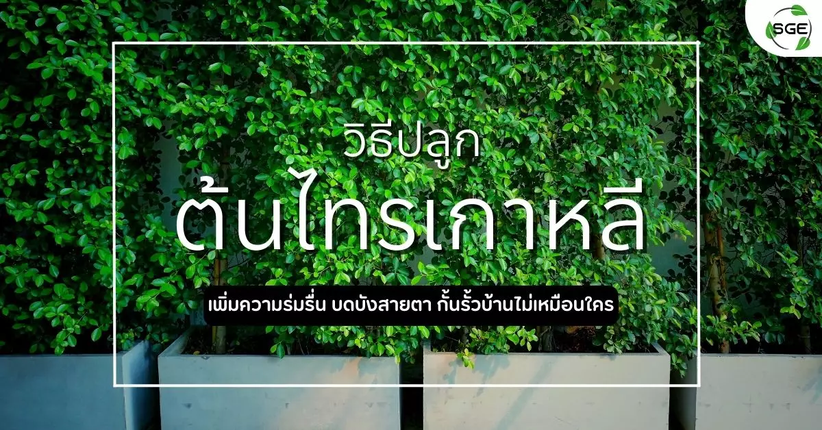 ต้นไทรเกาหลี