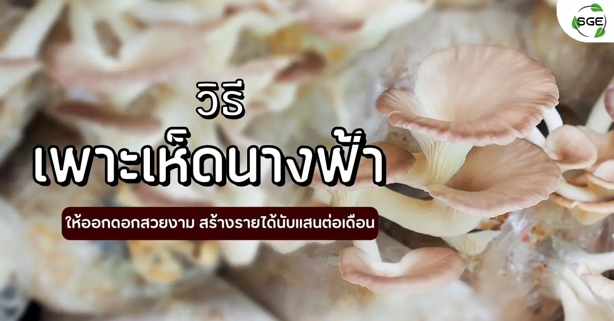 เพาะเห็ดนางฟ้า