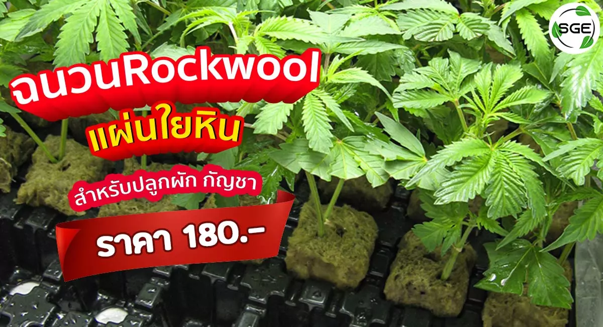 rockwool ปลูกต้นไม้