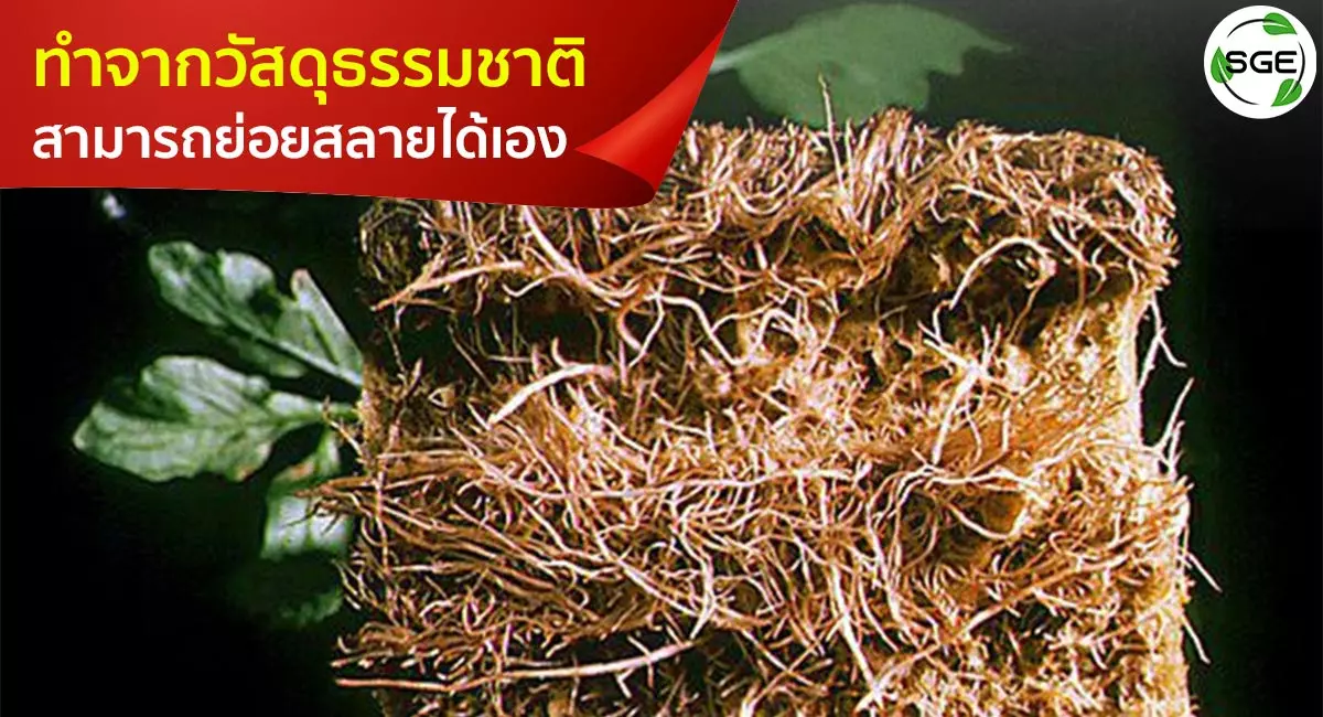 rockwool ปลูกต้นไม้-ทำจากวัสดุธรรมชาติ