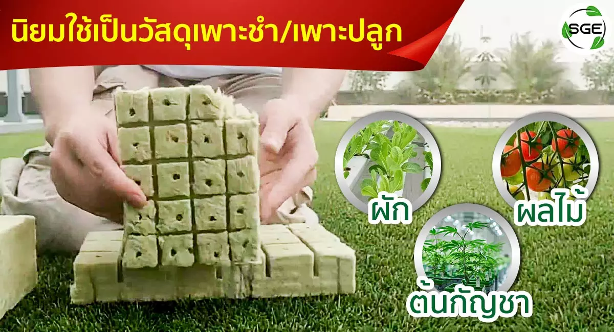 rockwool ปลูกต้นไม้-นิยมใช้เป็นวัสดุชำและวัสดุปลูก