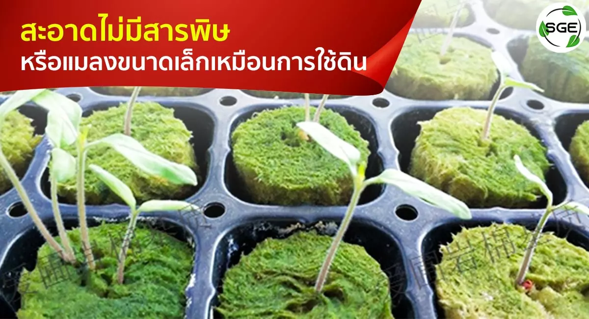 rockwool ปลูกต้นไม้-สะอาดไม่มีสารพิษ