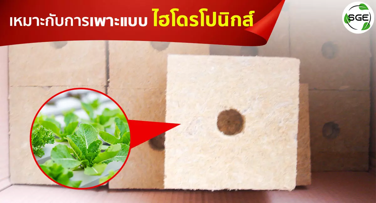 rockwool ปลูกต้นไม้-เหมาะกับการเพาะแบบไฮโดรโปนิกส์