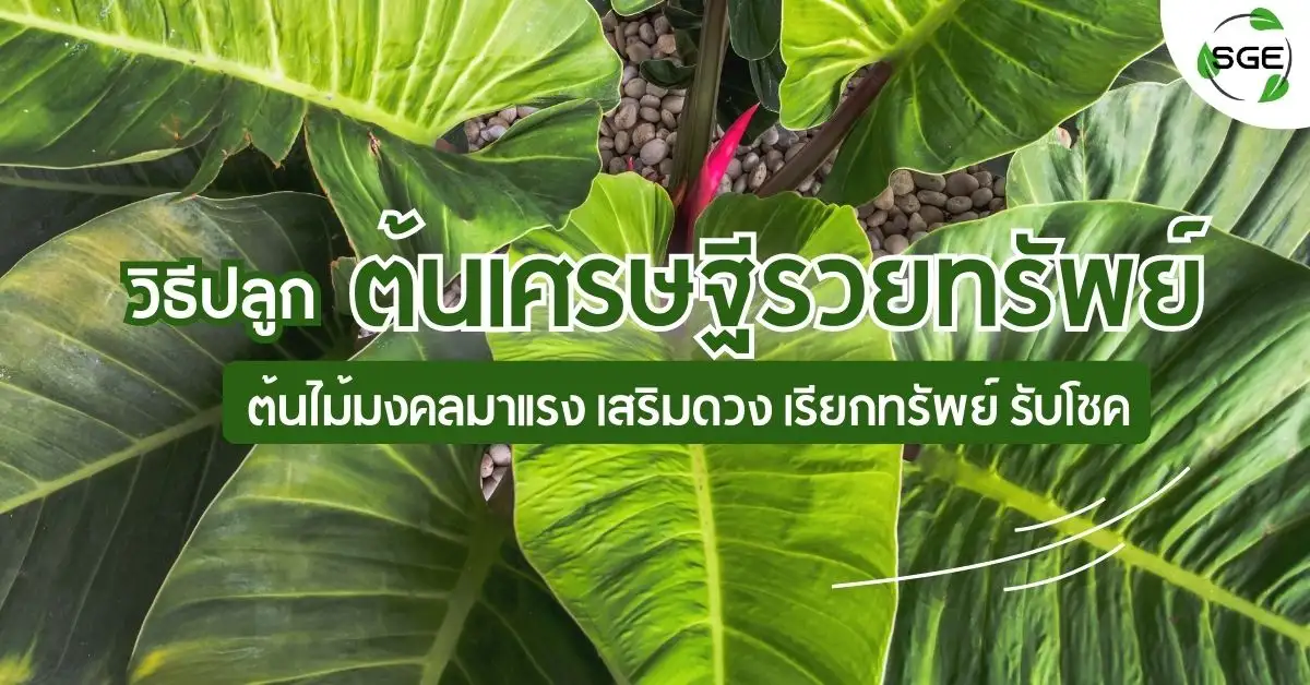 วิธีปลูก ต้นเศรษฐีรวยทรัพย์ ต้นไม้มงคลมาแรง เสริมดวง เรียกทรัพย์รับโชค วิธีปลูก ต้นเศรษฐีรวยทรัพย์ ต้นไม้มงคลมาแรง เสริมดวง เรียกทรัพย์รับโชค