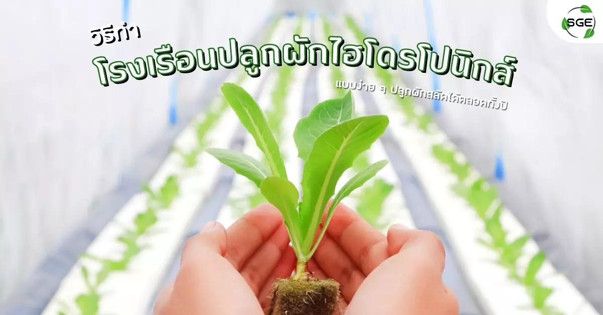 โรงเรือนปลูกผักไฮโดรโปนิกส์