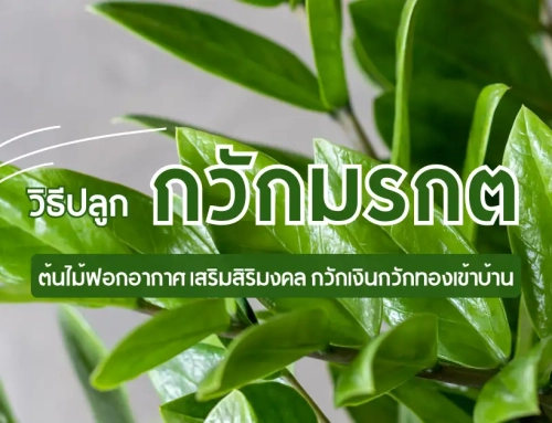 วิธีปลูก กวักมรกต ต้นไม้ฟอกอากาศ เสริมสิริมงคล กวักเงินกวักทองเข้าบ้าน
