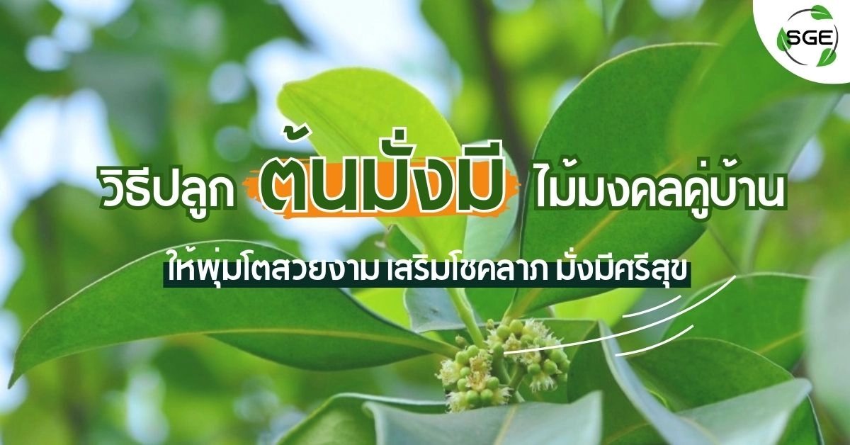 วิธีปลูก ต้นมั่งมี ต้นไม้มงคลคู่บ้าน ให้พุ่มโตสวยงาม เสริมโชคลาภ มั่งมีศรีสุข วิธีปลูก ต้นมั่งมี ต้นไม้มงคลคู่บ้าน ให้พุ่มโตสวยงาม เสริมโชคลาภ มั่งมีศรีสุข