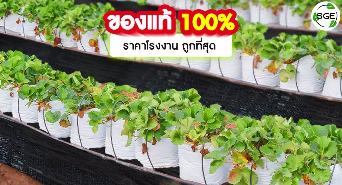 ผ้าคลุมดิน HDPE-ของแท้100%