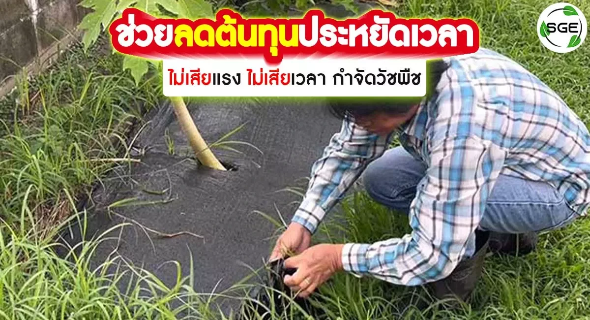 ผ้าคลุมดิน-HDPE-ช่วยลดต้นทุน2