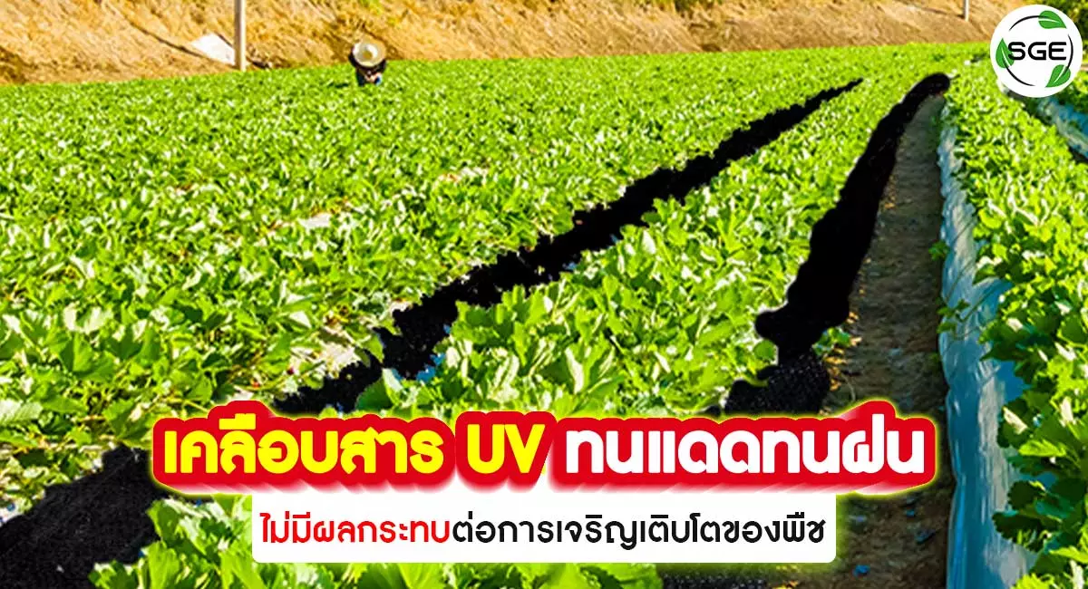 ผ้าคลุมดิน HDPE-เคลือบสาร UV