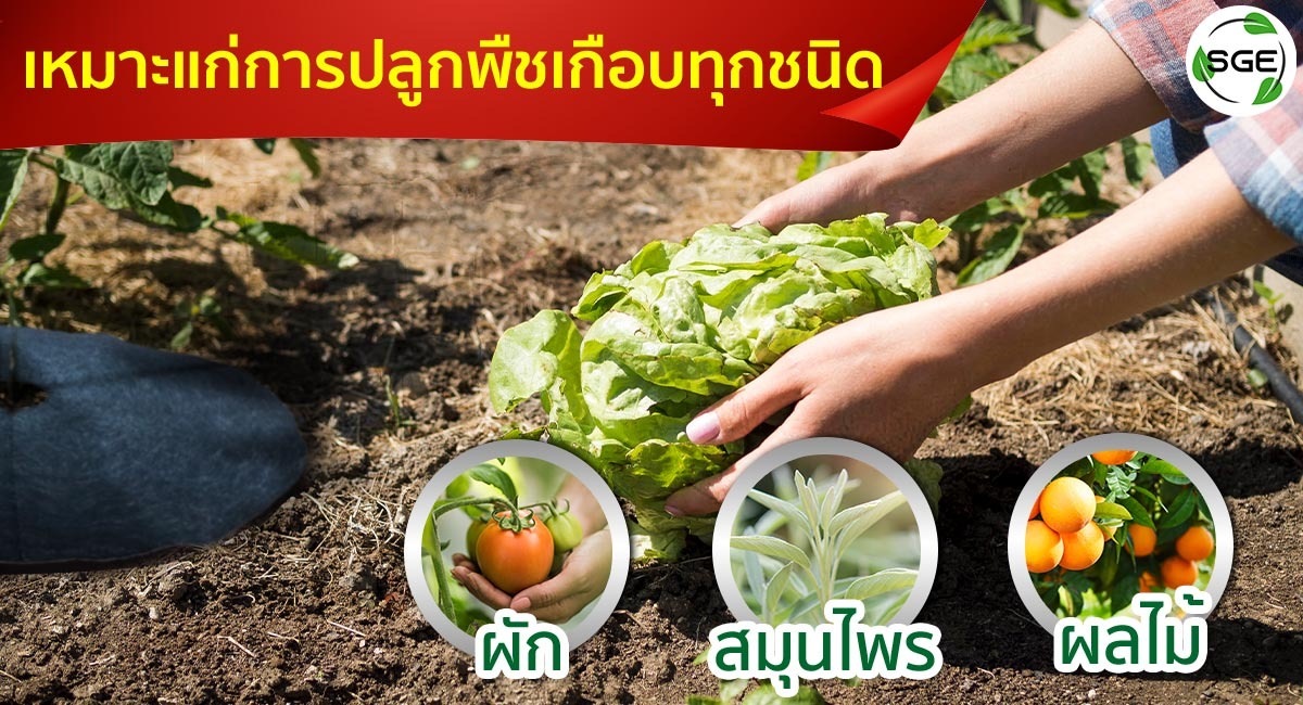 ผ้าคลุมดินแผ่นใยสังเคราะห์-เหมาะกับปลูกพืช_12